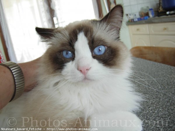 Photo de Ragdoll