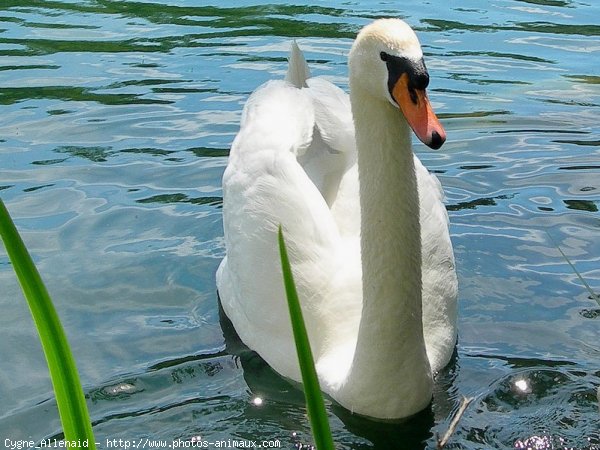 Photo de Cygne