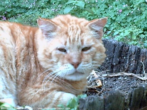 Photo de Chat domestique