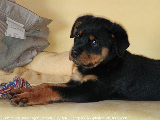 Photo de Rottweiler