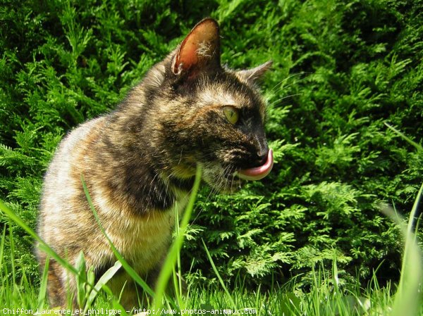 Photo de Chat domestique