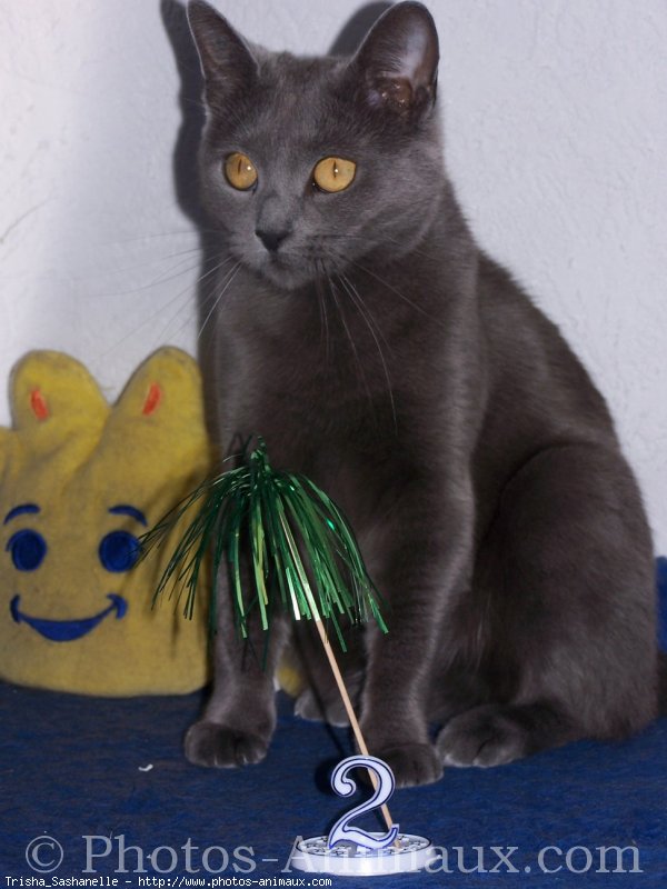 Photo de Chartreux