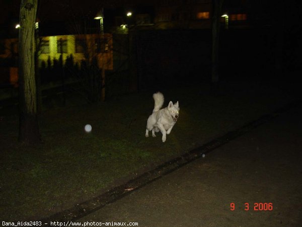 Photo de Berger blanc suisse