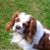 Photo de Cavalier king charles spaniel