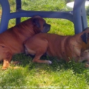 Photo de Boxer