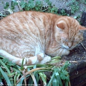 Photo de Chat domestique