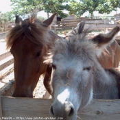 Photo de Races diffrentes