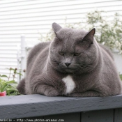 Photo de Chat domestique