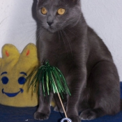 Photo de Chartreux