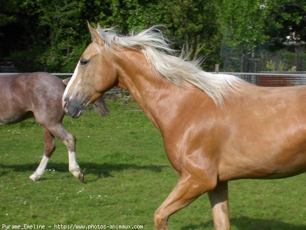 Photo de Palomino