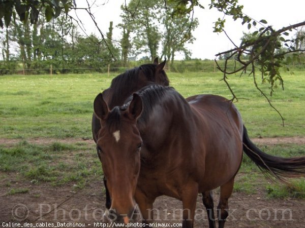 Photo de Trotteur franais