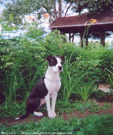 Photo d'American staffordshire terrier