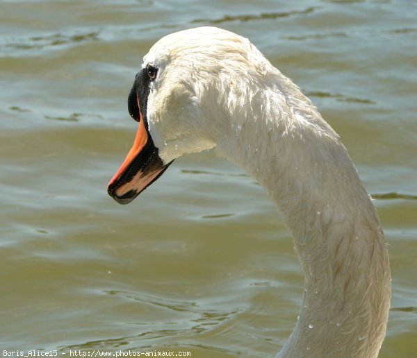 Photo de Cygne