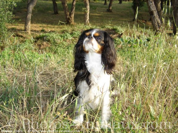 Photo de Cavalier king charles spaniel