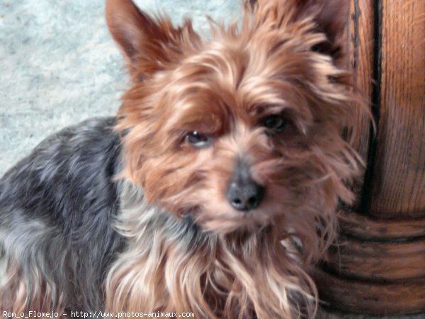 Photo de Yorkshire terrier