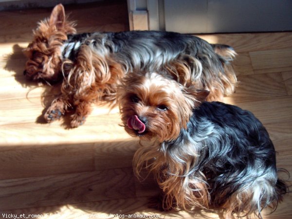 Photo de Yorkshire terrier