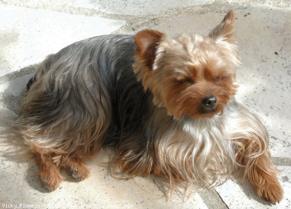 Photo de Yorkshire terrier