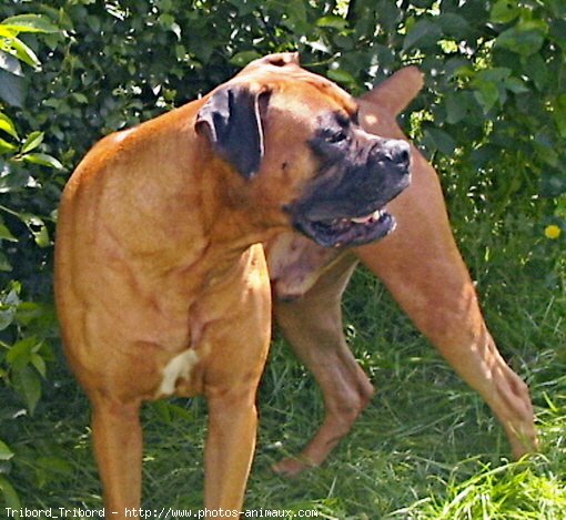 Photo de Boxer