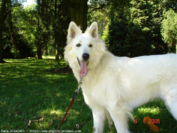 Photo de Berger blanc suisse