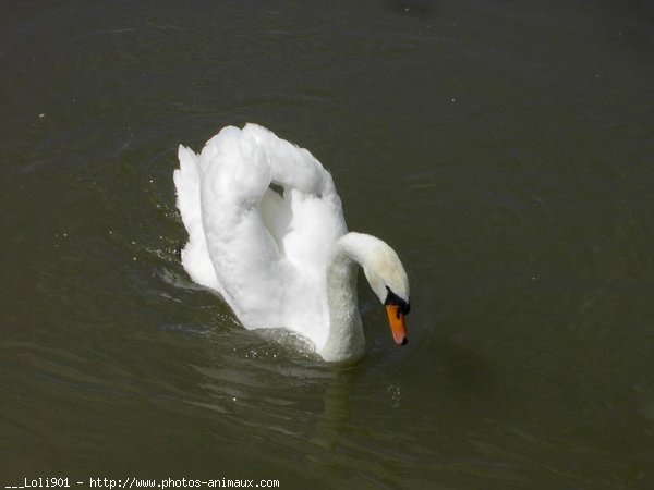 Photo de Cygne