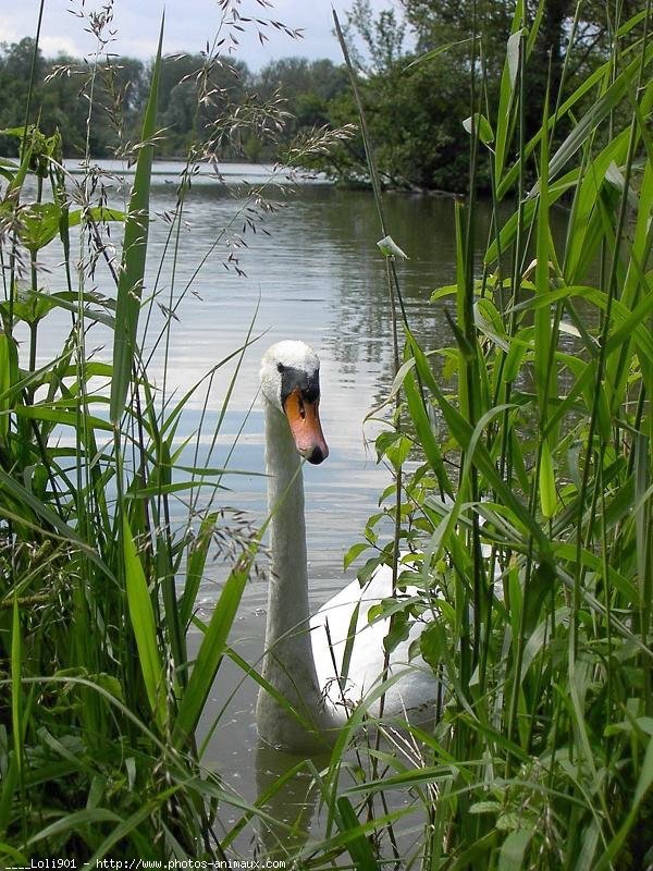 Photo de Cygne