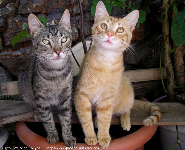 Photo de Chat domestique