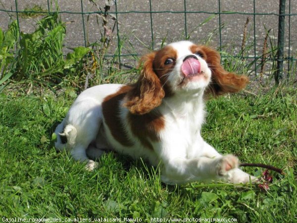 Photo de Cavalier king charles spaniel