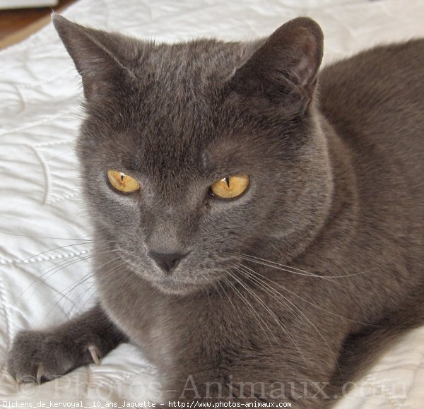 Photo de Chartreux