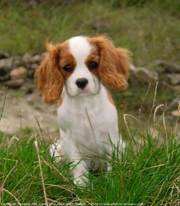 Photo de Cavalier king charles spaniel