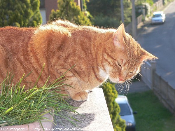 Photo de Chat domestique