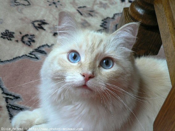 Photo de Ragdoll