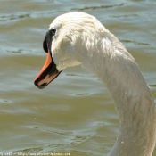 Photo de Cygne