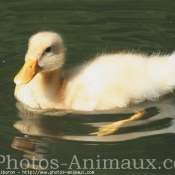 Photo de Canard