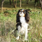 Photo de Cavalier king charles spaniel