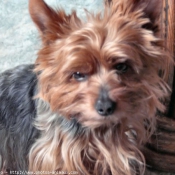 Photo de Yorkshire terrier