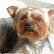 Photo de Yorkshire terrier