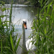 Photo de Cygne