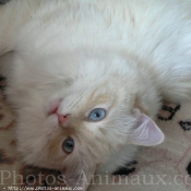 Photo de Ragdoll