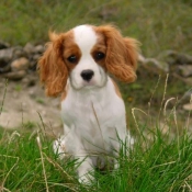 Photo de Cavalier king charles spaniel