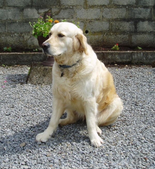 Photo de Golden retriever