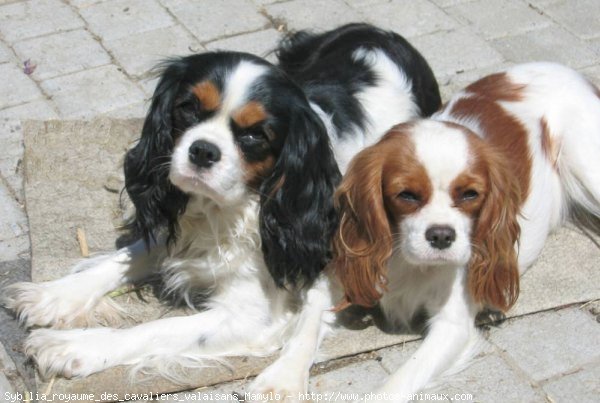 Photo de Cavalier king charles spaniel