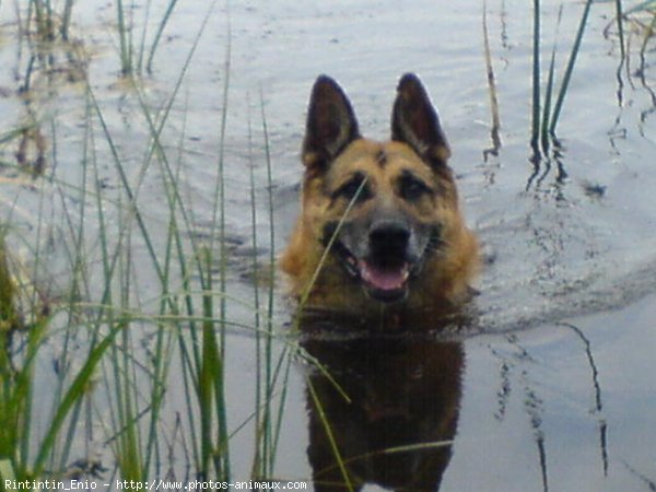 Photo de Berger allemand  poil court