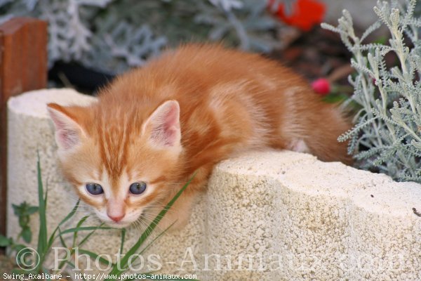 Photo de Chat domestique