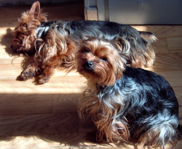 Photo de Yorkshire terrier