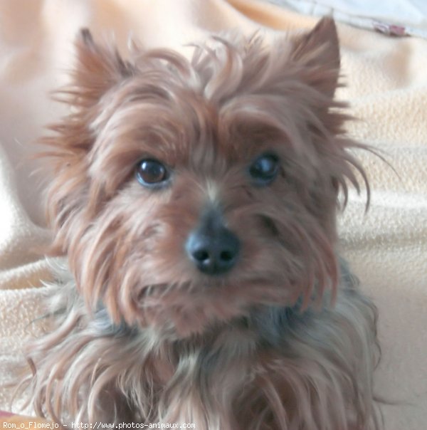 Photo de Yorkshire terrier