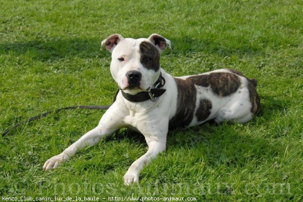 Photo d'American staffordshire terrier