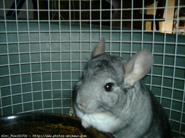 Photo de Chinchilla