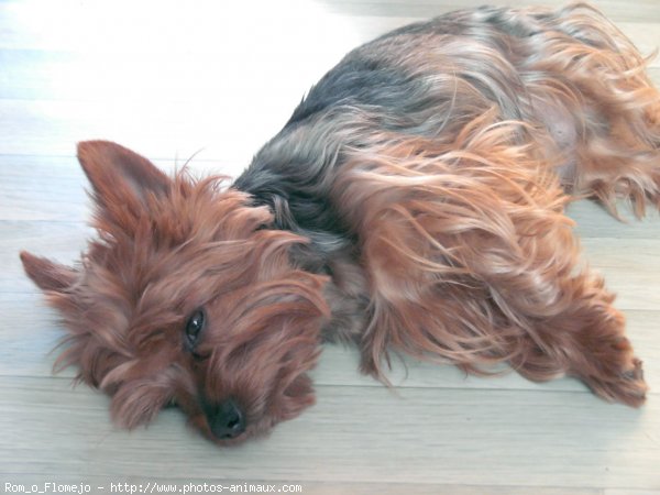 Photo de Yorkshire terrier