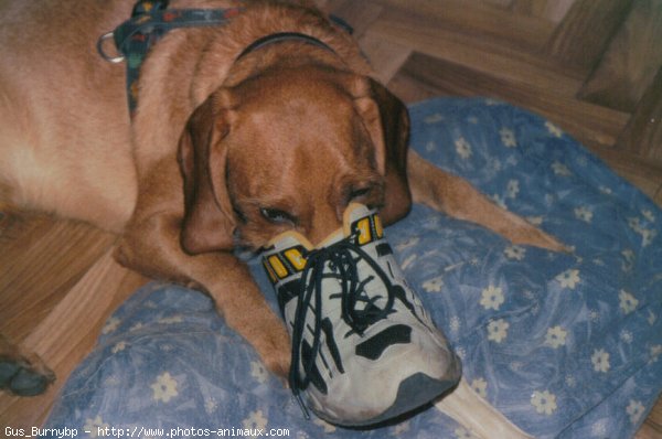 Photo de Basset fauve de bretagne