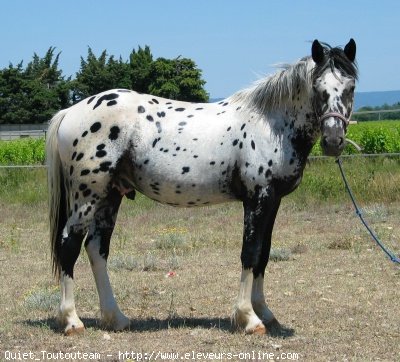 Photo d'Appaloosa